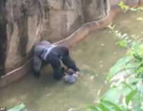 Vídeo: gorila é morto após menino de 4 anos invadir sua jaula em zoológico nos EUA