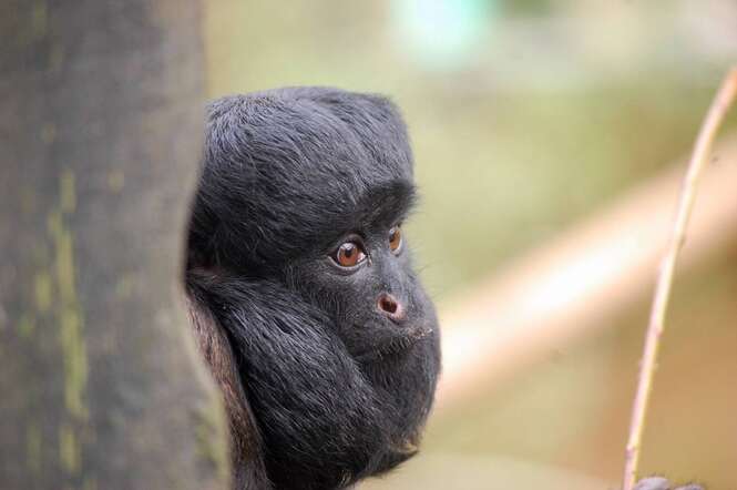 Animais com barbas "charmosas"