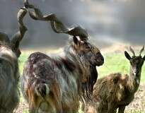 10 animais com barbas “charmosas”