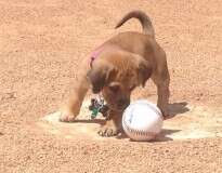 Cão abandonado na porta de estádio ganha emprego como mascote de time amador de beisebol