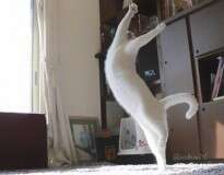 Conheça o gatinho que dança balé quando não tem ninguém por perto