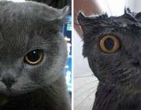 15 fotos hilárias de animais antes e depois do banho