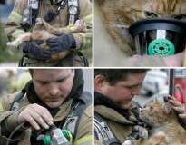 15 fotos de bombeiros que arriscaram suas vidas para salvar animais