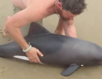 Homem salva bebê golfinho encalhado em praia e cena repercute na internet