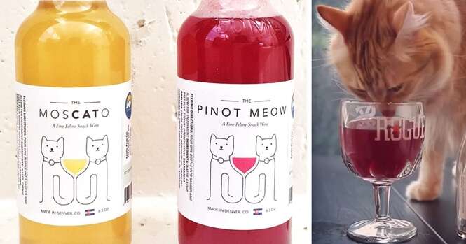 Conheça o vinho feito para gatos