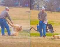 Cãozinho se finge de morto para ficar mais tempo no parque e vídeo faz sucesso na internet