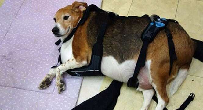 Cão que não podia andar por causa do excesso de peso recebe ajuda para mudar de vida