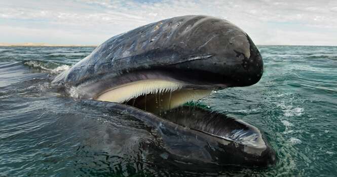 Fotógrafo passa 20 anos fotografando a beleza majestosa das baleias e golfinhos