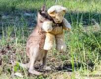 15 fotos fofas que vão fazer seu coração amolecer