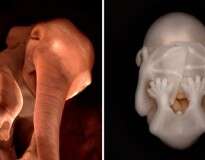 15 fotos surpreendentes de animais no útero