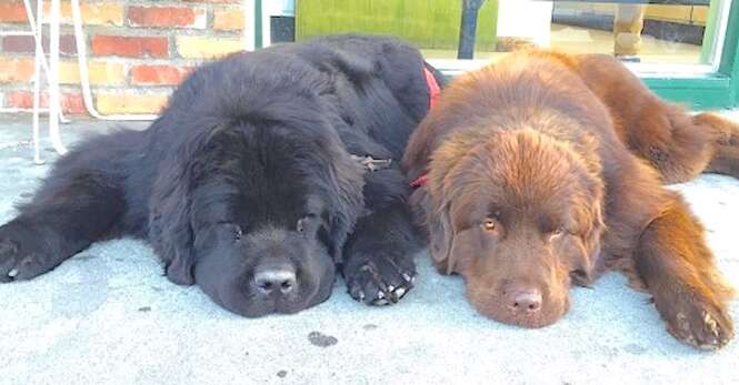 Esses dois cães parecem comuns, mas quando se levantam...