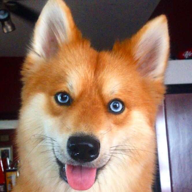 Conheça o cão-raposa, mistura de Spitz alemão com Husky Siberiano Conheça o cão-raposa, mistura de Spitz alemão com Husky Siberiano