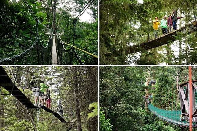 Pontes que te colocam no meio da natureza