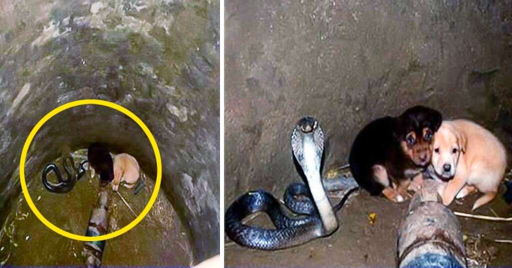 Cães caem em buraco onde havia uma cobra antes de algo impressionante acontecer