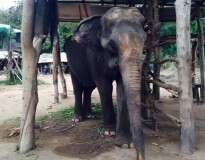 Elefante forçado a carregar turistas em passeio na Tailândia fica severamente magro com ossos claramente visíveis