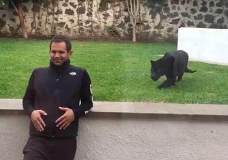 Vídeo flagra jaguar correndo para dar o bote em homem desatento