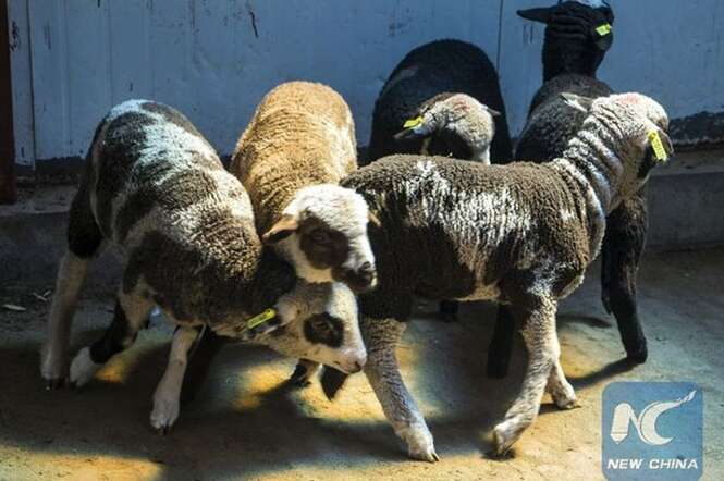 Primeira ovelha “cão” no mundo é criada em laboratório