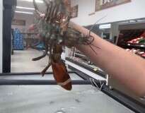 Mulher compra lagosta em supermercado e viaja mais de 6 horas para devolvê-la ao mar