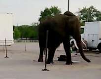 Vídeo revoltante mostra elefante de circo vivendo em condições precárias, exposto ao sol e sem água