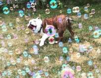 Foto mostrando o que seria o cão mais feliz do mundo bomba na internet