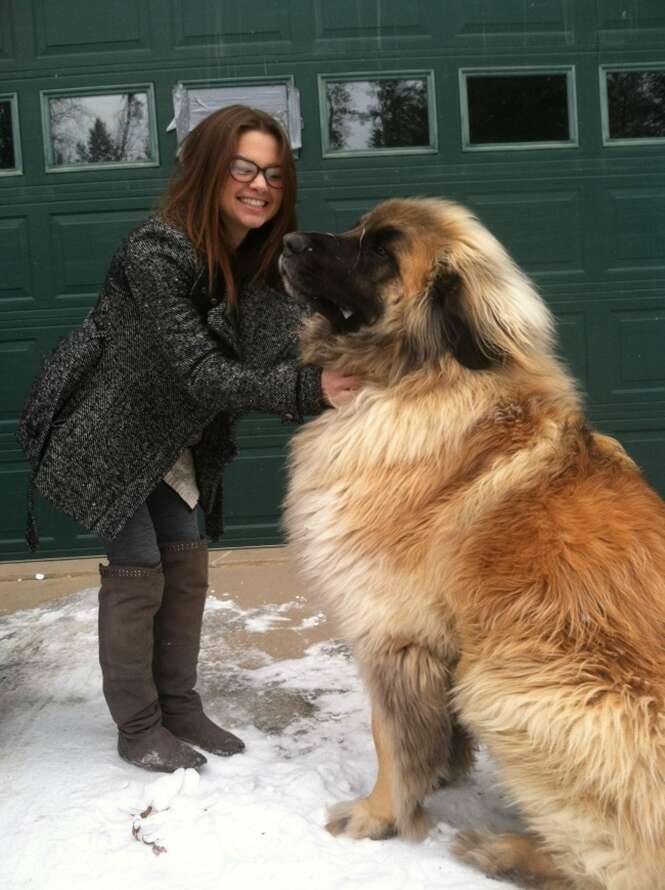 Cães incríveis que não têm ideia do quanto são enormes