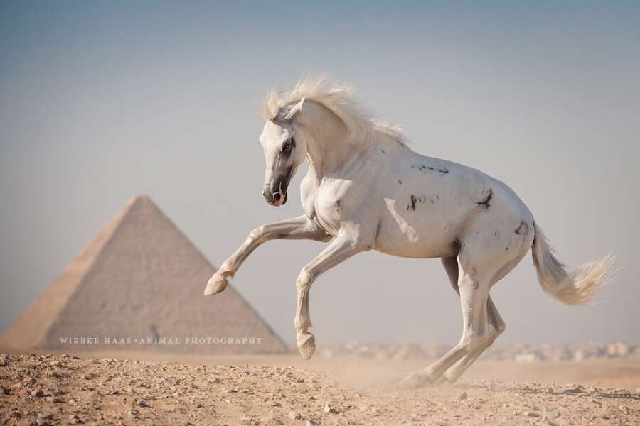 As mais belas fotos de cavalos
