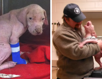 Filhote de pitbull tem reação comovente ao ver que homem que o salvou voltou para adotá-lo
