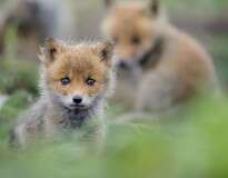 12 fotos de filhotes de raposas que vão fazer você se apaixonar