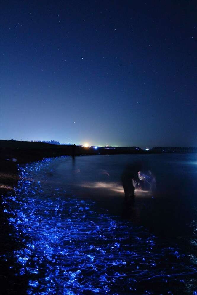 Fotógrafo registra a beleza do mar incandescente japonês