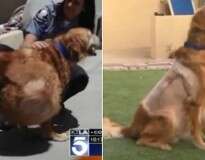 Cão com tumor de 20 quilos é abandonado e deixado para morrer antes de milagre acontecer na sua vida