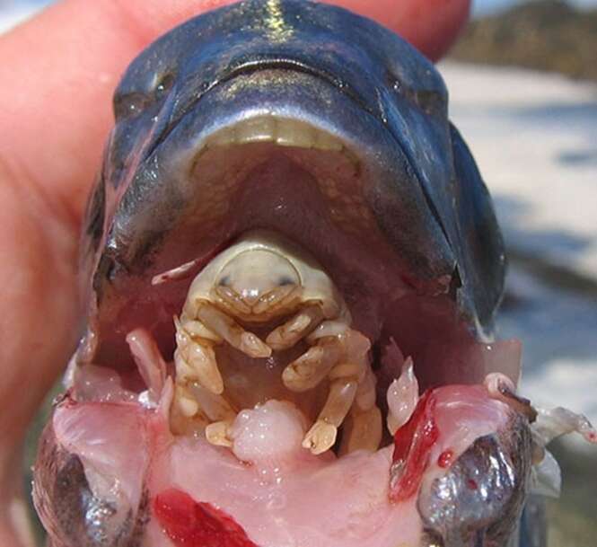 As mais bizarras criaturas encontradas no mar