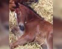 Veterinários colocam filhote de cavalo que perdeu a mãe com égua que perdeu o filho e momento comove o mundo