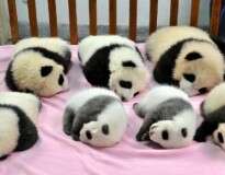 Creche de pandas realmente existe e é incrivelmente fofa
