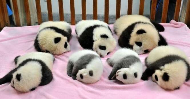 Creche de pandas realmente existe e é incrivelmente fofa