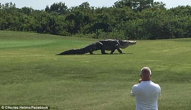 Jacaré comparado a dinossauro invade campo de golfe nos EUA