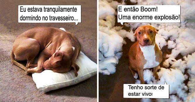 Animais fofos que não fazem ideia de quem causou toda essa bagunça