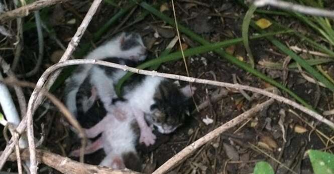 Gatinhos são encontrados desnutridos após mãe abandoná-los