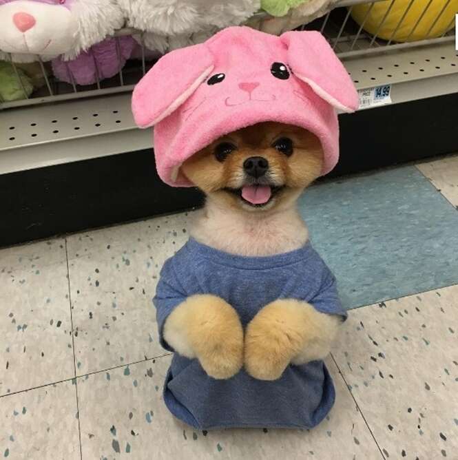 Foto: jiffpom