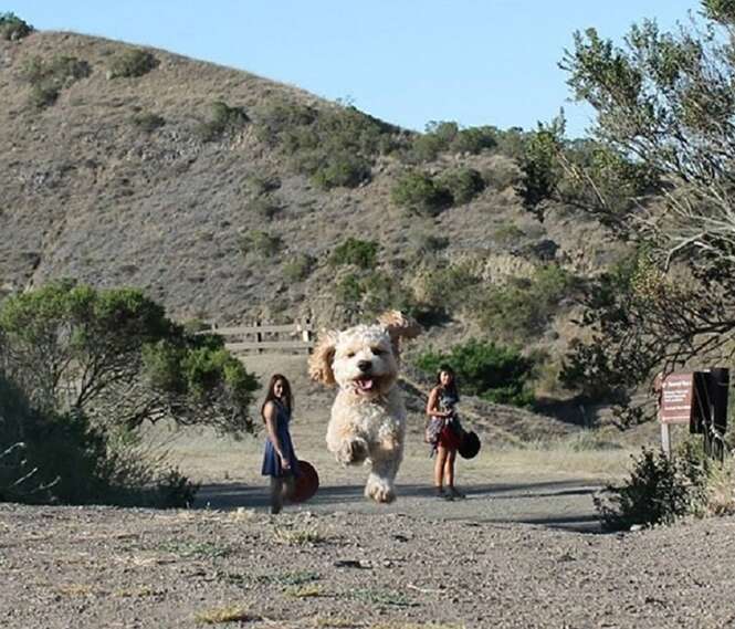 Fotos perfeitamente cronometradas que transformaram cães em gigantes