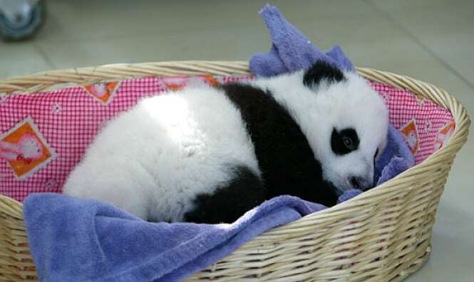 Foto: panda