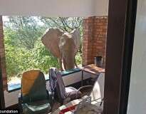 Elefante ferido vai a alojamento pedir ajuda aos hóspedes após ser baleado por caçadores