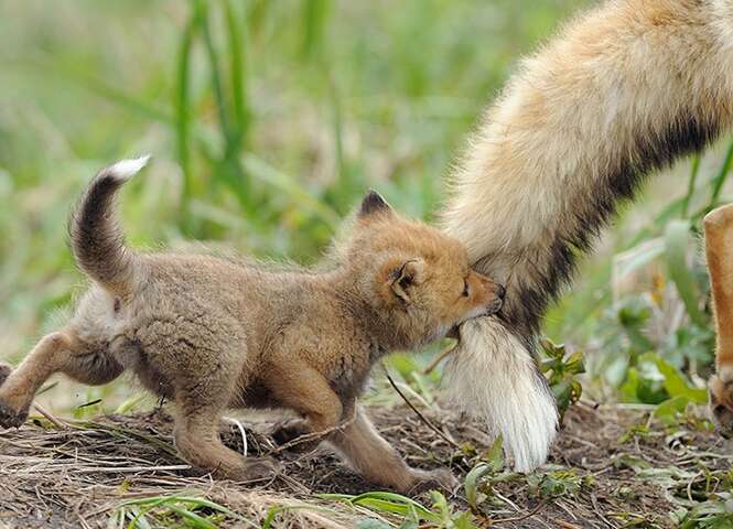 Foto: Igor Shpilenok