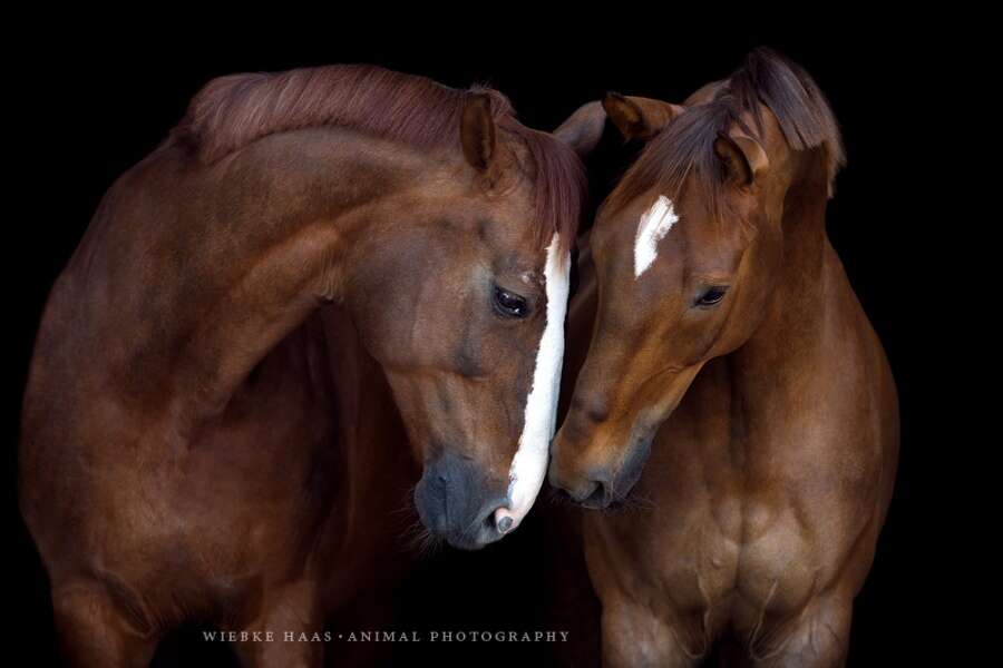 Бурма кошка. Бурая лошадь. Две лошади. Бегущий табун лошадей. Два коричневых.