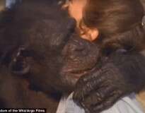 Vídeo: chimpanzé sorri e abraça mulher que o salvou de laboratório de pesquisa há 25 anos