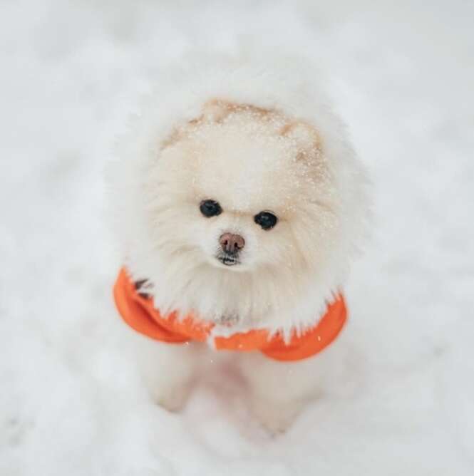 Foto: picathepom