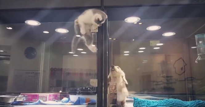 Gatinho escapa de vitrine em loja de animais para ficar perto de cão à venda