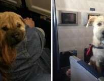 18 cães que amam viajar de avião