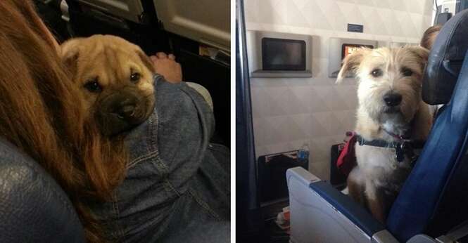 Cães que amam viajar de avião