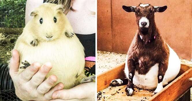 As mais fofas mamães do reino animal esperando a chegada de seus filhotes