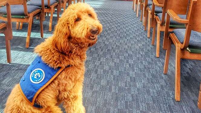 Cão de funerária faz “terapia” para ajudar pessoas enlutadas a superar perda